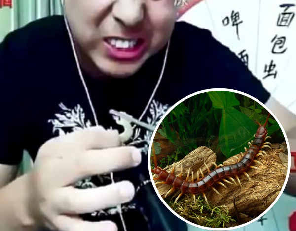 Influencer Reportedly Died While Live Streaming Himself Eating Poisonous Centipedes