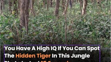 You Have A High Iq If You Can Spot The Hidden Tiger In This Jungle Photo In Just 15 Seconds888