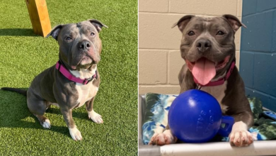 After 260 Days In The Shelter The Dog Loses Hope And Cries Endlessly Hoping To Find The Ideal New Home