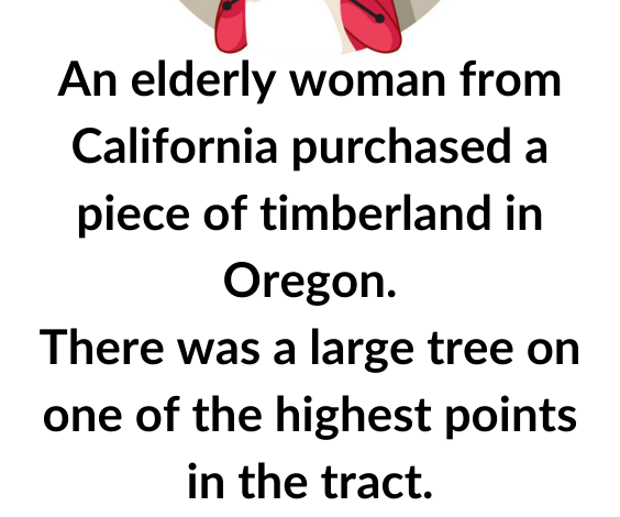 An Old Woman From California Purchased A Timber