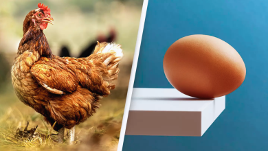 Scientists Say Theyve Finally Discovered What Came First The Chicken Or The Egg